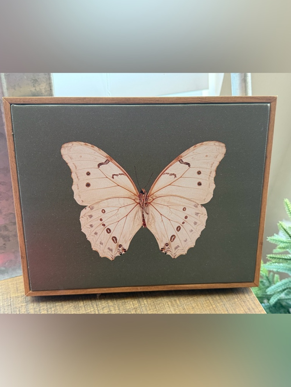 Vintage White Butterfly Canvas